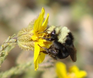 Bombus vosnesenskii, Yellow-faced Bumble Bee
