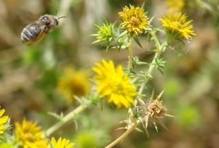 Diadasia enavata, Sunflower Chimney Bee