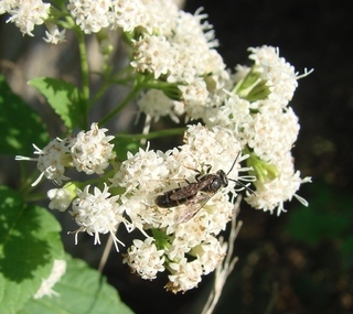 Lasioglossum cinctipes, sweat bee