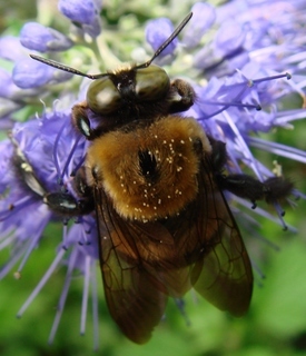 Xylocopa virginica virginica, Eastern Carpenter Bee