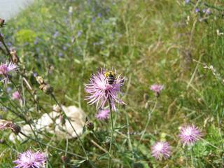 Andrena flavipes, andrenine bee