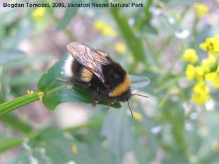 Bombus lucorum, White-tailed Bumble Bee