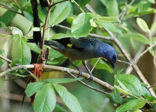 Thraupis abbas, Yellow-winged Tanager