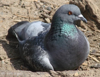 Columba livia, feral Rock Pigeon