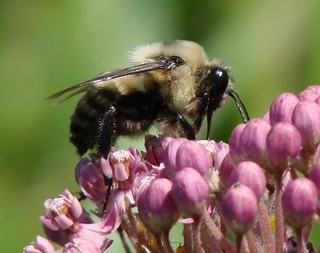Bombus griseocollis, Brown-belted Bumble Bee
