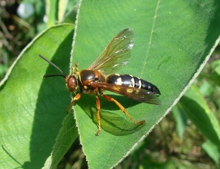 Sphecius speciosus, cicada killer