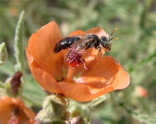 Calliopsis subalpina, panurgine bee