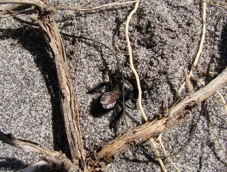 Andrena oenotherae, at nest