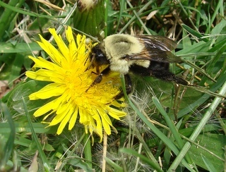 Bombus impatiens, Common Eastern Bumble Bee