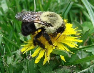 Bombus impatiens, Common Eastern Bumble Bee