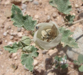 Diadasia ochracea, Ochraceous Chimney Bee