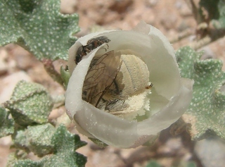 Diadasia ochracea, Ochraceous Chimney Bee