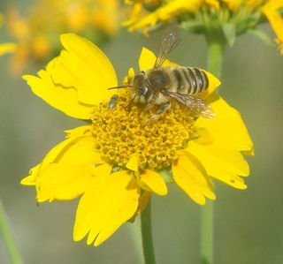 Megachile parallela, Parallel Leaf-cutter Bee