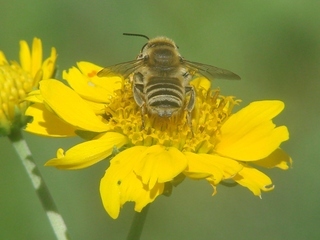 Megachile parallela, Parallel Leaf-cutter Bee