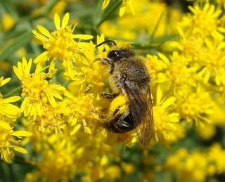 Colletes compactus compactus, cellophane bee
