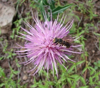 Megachile fidelis