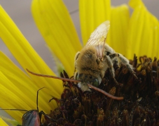 Melissodes agilis, Agile Long-horned Bee