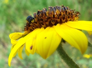 Pseudopanurgus aethiops, panurgine bee
