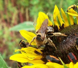 Svastra obliqua, long-horned bee