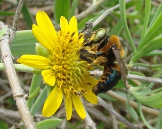 Xylocopa micans