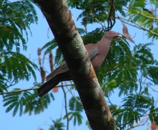 Patagioenas flavirostris, Red-billed Pigeon