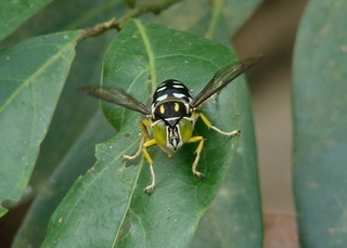 Stictia signata, sand wasp