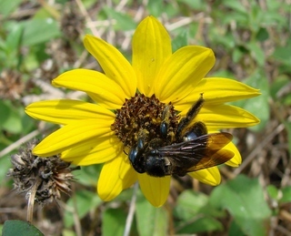 Xylocopa micans, Southern Carpenter Bee