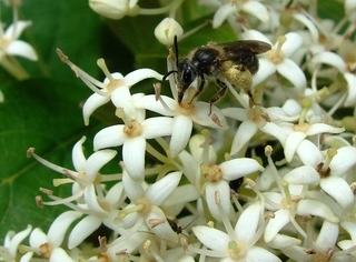 Andrena platyparia