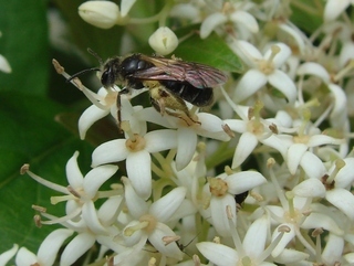 Andrena platyparia