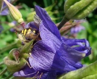 Anthidium manicatum, European Wool-carder Bee