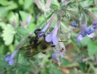 Bombus bimaculatus, Two-spotted Bumble Bee