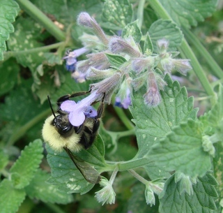 Bombus bimaculatus, Two-spotted Bumble Bee