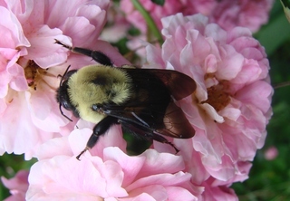 Bombus griseocollis, Brown-belted Bumble Bee