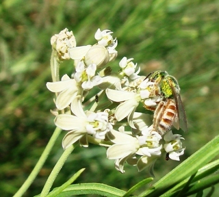 Agapostemon melliventris, honey-bellied sweat bee
