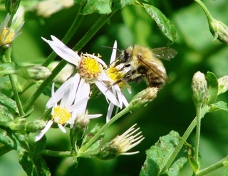 Bombus perplexus, Confusing Bumble Bee