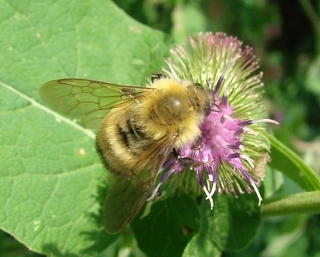 Bombus perplexus, Perplexing Bumble Bee