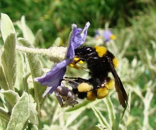 Bombus sonorus, Sonoran Bumble Bee