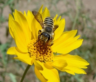 Megachile inimica sayi, leaf-cutter bee