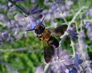 Megachile sculpturalis, Sculptured Resin Bee