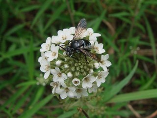 Thyreus himalayensis, Himalayan Cloak-and-dagger Bee