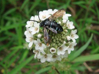 Thyreus himalayensis, Himalayan Cloak-and-dagger Bee