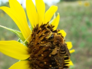 Andrena accepta, andrenine bee