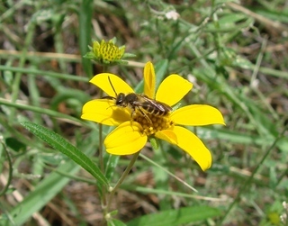 Andrena tegularis, andrenine bee