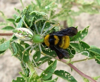 Bombus sonorus, Sonoran Bumble Bee eaten by Peucetia viridans Green Lynx Spider