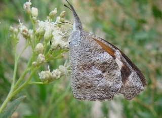 Libytheana carinenta, American Snout Butterfly