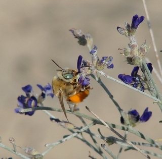 Martinapis luteicornis, Yellow-horned Mornng Long-horned Bee