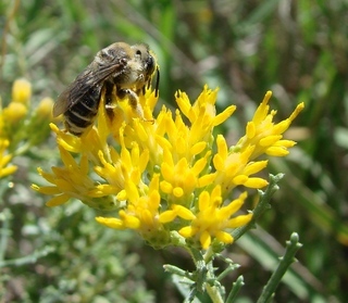 Melissodes paroselae, Parosela Long-horned Bee