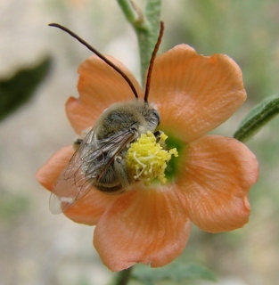Melissodes tristis, long-horned bee