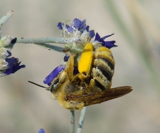 Svastra machaerantherae, Tansyaster Long-horned Bee