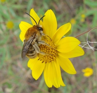 Syntrichalonia exquisita, Exquisite Long-horned Bee